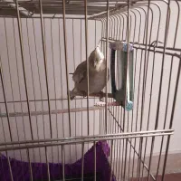 عروس هلندی دوعدد|پرنده|ملایر, |دیوار