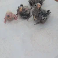 عروس هلندی سینامون|پرنده|تهران, مهرآباد|دیوار