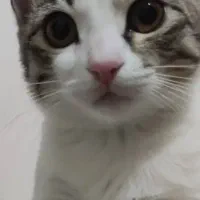 واگذاری گربه .