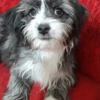 توله سگ شیتزو تریر ماده