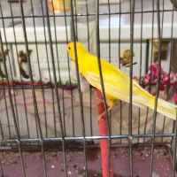 قناری نر معاوضه با سهره فنچ