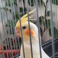 عروس هلندی لوتینو|پرنده|قیدار, |دیوار