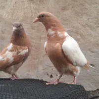جوجه ابلق مشکی افغانی
