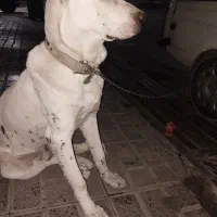 سگ سرابی واگذاری فوری فوری