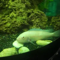 تعدادی ماهی قیمت مناسب