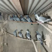 تیپ پلاکی جوان|پرنده|مهریز, |دیوار