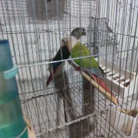 دوجفت گرینچیک مولد تضمینی|پرنده|مهاباد (آذربایجان غربی), |دیوار