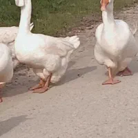 فروش قو غاز لیندا و غاز خالماگور نراردک نر