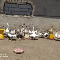 تعدادی غاز و قو غاز نر و ماده