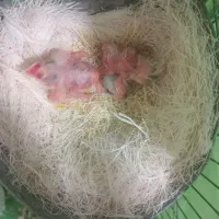 قناری با جوجه