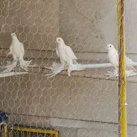 کفتر سفید پاپر