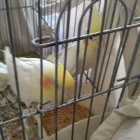 عروس هلندی جفت شده مطمعن|پرنده|ملایر, |دیوار