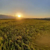 برنج محلی طارم صدری