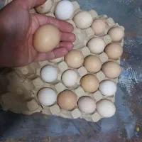 جوجه و تخم امروک یا پیامت راک اصل|حیوانات مزرعه|رشت, کوی حسینی|دیوار