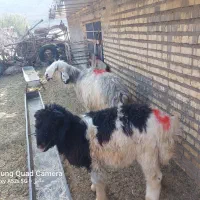 اعدد میش بره|حیوانات مزرعه|مسجد سلیمان, |دیوار