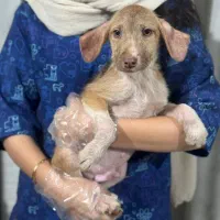 سگ میکس بومی|سگ|رشت, فرزانه|دیوار