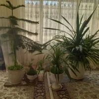 گل طبیعی مخصوص خانه و اداره