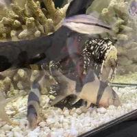 ماهی آکواریوم