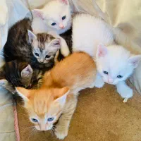 فروش گربه و بچه گربه|گربه|مریوان, |دیوار