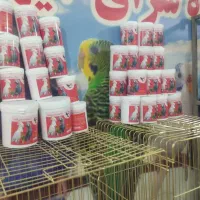 11عددکوتوله برزیلی فول فول اهلی آیهان|پرنده|خوی, |دیوار