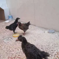 جوجه