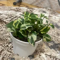 گل های پتوس سرحال