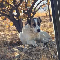 سگ ماده خراسانی|سگ|شازند, |دیوار