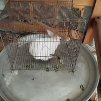 خرگوش لوپ ماده
