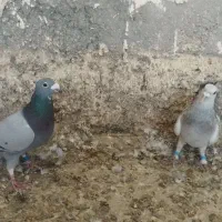 دوتا نر قلدر ضمانت نابلدی تاختی میدم