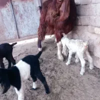 فروش بز داشتی