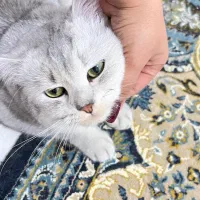 گربه بریتیش|گربه|پاکدشت, پاکدشت (مامازند)|دیوار