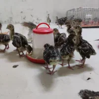 جوجه بوقلمون|حیوانات مزرعه|ری, تقی آباد|دیوار