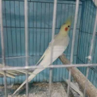 عروس هلندی|پرنده|رشت, پیرسرا|دیوار