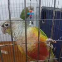 جفت گرینچیک با قفس