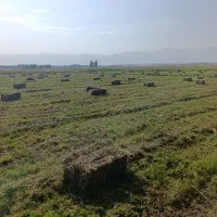علوفه چین سوم