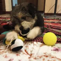 شیتزو ترییر