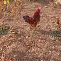 خروس کاملا صحیح و سالم|حیوانات مزرعه|فیرورق, |دیوار