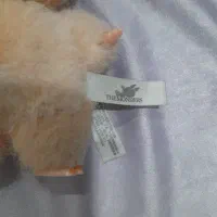 لبوبو اصل|کلکسیون و سرگرمی|سقز, |دیوار