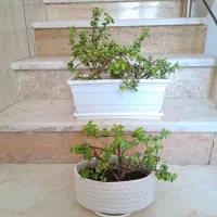 ۲ عدد گل طبیعی کراسولا هلندی درختی آپارتمانی ۲غلاف