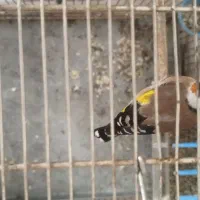 سهره|پرنده|محمدشهر, شهرک پیام (مهرالبرز)|دیوار