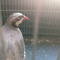 بلدرچین|حیوانات مزرعه|وحیدیه, |دیوار