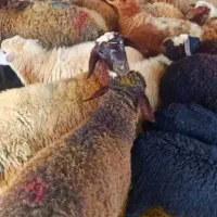 انواع دام سبک و سنگین