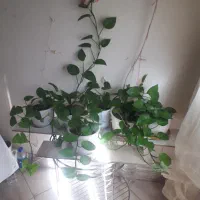 حراج گلهای آپارتمانی|گل و گیاه طبیعی|قزوین, |دیوار