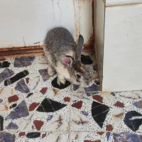 گرگوش