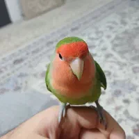 طوطی کوتوله برزیلی دستی ( Rosy-faced lovebird)|پرنده|اسلامشهر, شهرک قائمیه|دیوار