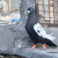 سینه سیاه مقبول درشت|پرنده|مشهد, رضاییه|دیوار