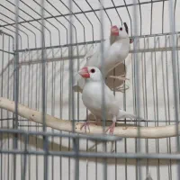 فنچ نرگسی آلبینو