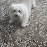 سگ گمشده نر.اسلامشهردرتاریخ1404/5/16.