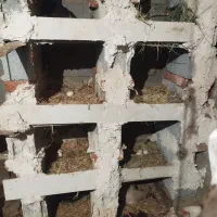 تخم نطفه دار مرندی اصل مرغ محلی و اردک