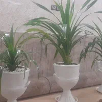 گل طبیعی|گل و گیاه طبیعی|مشهد, امیرآباد|دیوار